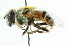  ( - CNC DIPTERA 68115)  @12 [ ] CreativeCommons - Attribution (2011) CNC/CBG Photography Group Centre for Biodiversity Genomics