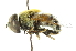  ( - CNC DIPTERA 68202)  @13 [ ] CreativeCommons - Attribution (2011) CNC/CBG Photography Group Centre for Biodiversity Genomics