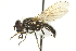  ( - CNC DIPTERA 707)  @14 [ ] CreativeCommons - Attribution (2011) CNC/CBG Photography Group Centre for Biodiversity Genomics