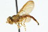  (Nuntianus cubana - CNC DIPTERA 75968)  @13 [ ] CreativeCommons - Attribution (2011) CNC/CBG Photography Group Centre for Biodiversity Genomics