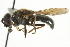  ( - CNC DIPTERA 7799)  @14 [ ] CreativeCommons - Attribution (2011) CNC/CBG Photography Group Centre for Biodiversity Genomics