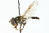  ( - CNC DIPTERA 82636)  @11 [ ] CreativeCommons - Attribution (2011) CNC/CBG Photography Group Centre for Biodiversity Genomics