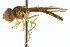  (Nuntianus cubanus - CNC DIPTERA 82996)  @12 [ ] CreativeCommons - Attribution (2011) CNC/CBG Photography Group Centre for Biodiversity Genomics