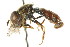  (Paragus variabilis - CNC DIPTERA 83313)  @11 [ ] CreativeCommons - Attribution (2011) CNC/CBG Photography Group Centre for Biodiversity Genomics