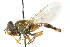  ( - CNC DIPTERA 83322)  @14 [ ] CreativeCommons - Attribution (2011) CNC/CBG Photography Group Centre for Biodiversity Genomics