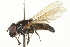  ( - CNC DIPTERA 8575)  @14 [ ] CreativeCommons - Attribution (2011) CNC/CBG Photography Group Centre for Biodiversity Genomics