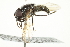  ( - CNC DIPTERA 8659)  @13 [ ] CreativeCommons - Attribution (2011) CNC/CBG Photography Group Centre for Biodiversity Genomics