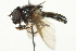  ( - CNC DIPTERA 95)  @13 [ ] CreativeCommons - Attribution (2011) CNC/CBG Photography Group Centre for Biodiversity Genomics