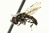  ( - CNC DIPTERA 9818)  @13 [ ] CreativeCommons - Attribution (2011) CNC/CBG Photography Group Centre for Biodiversity Genomics