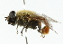  ( - HLC-17409)  @14 [ ] CreativeCommons - Attribution (2011) CNC/CBG Photography Group Centre for Biodiversity Genomics
