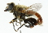  ( - HLC-17421)  @14 [ ] CreativeCommons - Attribution (2011) CNC/CBG Photography Group Centre for Biodiversity Genomics