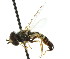  ( - HP211)  @13 [ ] CreativeCommons - Attribution (2011) CNC/CBG Photography Group Centre for Biodiversity Genomics