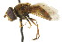  ( - HP244)  @14 [ ] CreativeCommons - Attribution (2011) CNC/CBG Photography Group Centre for Biodiversity Genomics