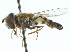  ( - HP85)  @14 [ ] CreativeCommons - Attribution (2011) CNC/CBG Photography Group Centre for Biodiversity Genomics