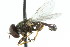  ( - JK00485)  @13 [ ] CreativeCommons - Attribution (2011) CNC/CBG Photography Group Centre for Biodiversity Genomics