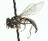  ( - JK00493)  @13 [ ] CreativeCommons - Attribution (2011) CNC/CBG Photography Group Centre for Biodiversity Genomics