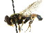  ( - JK00599)  @13 [ ] CreativeCommons - Attribution (2011) CNC/CBG Photography Group Centre for Biodiversity Genomics
