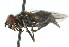  ( - JK00635)  @13 [ ] CreativeCommons - Attribution (2011) CNC/CBG Photography Group Centre for Biodiversity Genomics
