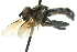  ( - JK00636)  @14 [ ] CreativeCommons - Attribution (2011) CNC/CBG Photography Group Centre for Biodiversity Genomics
