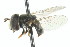 (Paragus angustifrons - JK00809)  @13 [ ] CreativeCommons - Attribution (2011) CNC/CBG Photography Group Centre for Biodiversity Genomics