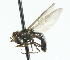  ( - JK00812)  @13 [ ] CreativeCommons - Attribution (2011) CNC/CBG Photography Group Centre for Biodiversity Genomics