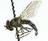  ( - JK00816)  @14 [ ] CreativeCommons - Attribution (2011) CNC/CBG Photography Group Centre for Biodiversity Genomics