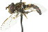  ( - JK00937)  @13 [ ] CreativeCommons - Attribution (2011) CNC/CBG Photography Group Centre for Biodiversity Genomics