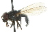  ( - JK01000)  @13 [ ] CreativeCommons - Attribution (2011) CNC/CBG Photography Group Centre for Biodiversity Genomics