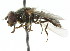  ( - JK01006)  @13 [ ] CreativeCommons - Attribution (2011) CNC/CBG Photography Group Centre for Biodiversity Genomics