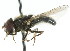  ( - JK01019)  @11 [ ] CreativeCommons - Attribution (2011) CNC/CBG Photography Group Centre for Biodiversity Genomics