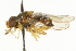  ( - JSS18263)  @13 [ ] CreativeCommons - Attribution (2011) CNC/CBG Photography Group Centre for Biodiversity Genomics