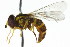  ( - JSS 18658)  @13 [ ] CreativeCommons - Attribution (2011) CNC/CBG Photography Group Centre for Biodiversity Genomics