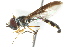  (Pelecinobaccha - JSS18685)  @15 [ ] CreativeCommons - Attribution (2011) CNC/CBG Photography Group Centre for Biodiversity Genomics
