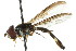  ( - JSS18742)  @14 [ ] CreativeCommons - Attribution (2011) CNC/CBG Photography Group Centre for Biodiversity Genomics
