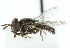  ( - JSS18765)  @12 [ ] CreativeCommons - Attribution (2011) CNC/CBG Photography Group Centre for Biodiversity Genomics