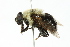  ( - JSS18768)  @14 [ ] CreativeCommons - Attribution (2011) CNC/CBG Photography Group Centre for Biodiversity Genomics