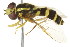  ( - JSS 18822)  @13 [ ] CreativeCommons - Attribution (2011) CNC/CBG Photography Group Centre for Biodiversity Genomics