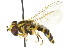  ( - JSS 18882)  @13 [ ] CreativeCommons - Attribution (2011) CNC/CBG Photography Group Centre for Biodiversity Genomics