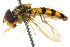  ( - JSS18884)  @13 [ ] CreativeCommons - Attribution (2011) CNC/CBG Photography Group Centre for Biodiversity Genomics