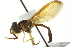  (Allograpta - JSS22183)  @15 [ ] CreativeCommons - Attribution (2011) CNC/CBG Photography Group Centre for Biodiversity Genomics