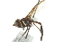  ( - JSS22215)  @13 [ ] CreativeCommons - Attribution (2011) CNC/CBG Photography Group Centre for Biodiversity Genomics
