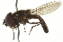  (Xanthandrus mexicanus - JSS22236)  @14 [ ] CreativeCommons - Attribution (2011) CNC/CBG Photography Group Centre for Biodiversity Genomics