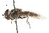  ( - CNC DIPTERA 105429)  @11 [ ] CreativeCommons - Attribution (2011) CNC/CBG Photography Group Centre for Biodiversity Genomics