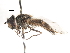  ( - CNC DIPTERA 105430)  @11 [ ] CreativeCommons - Attribution (2011) CNC/CBG Photography Group Centre for Biodiversity Genomics