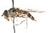  ( - CNC DIPTERA 105431)  @11 [ ] CreativeCommons - Attribution (2011) CNC/CBG Photography Group Centre for Biodiversity Genomics