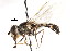  ( - CNC DIPTERA 105433)  @11 [ ] CreativeCommons - Attribution (2011) CNC/CBG Photography Group Centre for Biodiversity Genomics