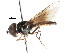  ( - CNC DIPTERA 105540)  @11 [ ] CreativeCommons - Attribution (2011) CNC/CBG Photography Group Centre for Biodiversity Genomics