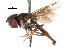  ( - CNC DIPTERA 105541)  @11 [ ] CreativeCommons - Attribution (2011) CNC/CBG Photography Group Centre for Biodiversity Genomics