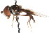  ( - CNC DIPTERA 105542)  @11 [ ] CreativeCommons - Attribution (2011) CNC/CBG Photography Group Centre for Biodiversity Genomics