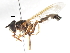 (Mimocalla erebus - CNC DIPTERA 105543)  @13 [ ] CreativeCommons - Attribution (2011) CNC/CBG Photography Group Centre for Biodiversity Genomics